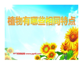 《植物有哪些相同点》植物PPT课件2