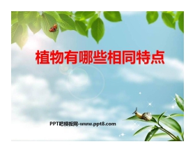 《植物有哪些相同点》植物PPT课件4