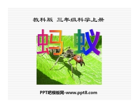 《蚂蚁》动物PPT课件