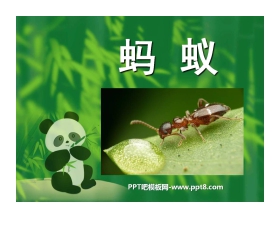 《蚂蚁》动物PPT课件2