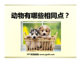 《动物有哪些相同点》动物PPT课件