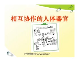 《相互协作的人体器官》我们的身体PPT课件3