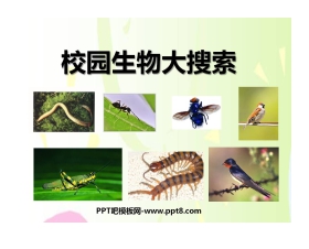 《校园生物大搜索》生物的多样性PPT课件4
