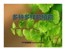 《多种多样的植物》生物的多样性PPT课件4