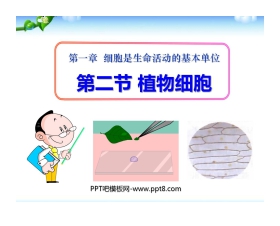 《植物细胞》细胞是生命活动的基本单位PPT课件