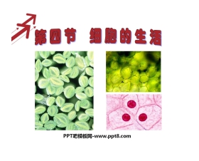 《细胞的生活》细胞是生命活动的基本单位PPT课件9