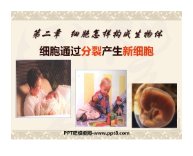 《细胞通过分裂产生新细胞》细胞怎样构成生物体PPT课件2