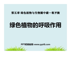 《绿色植物的呼吸作用》绿色植物与生物圈中碳-氧平衡PPT课件4