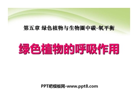 《绿色植物的呼吸作用》绿色植物与生物圈中碳-氧平衡PPT课件5