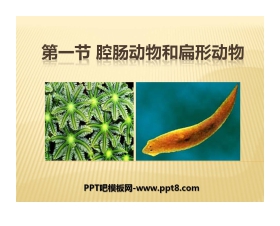 《腔肠动物和扁形动物》动物的主要类群PPT课件