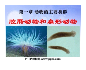 《腔肠动物和扁形动物》动物的主要类群PPT课件2