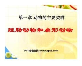《腔肠动物和扁形动物》动物的主要类群PPT课件3