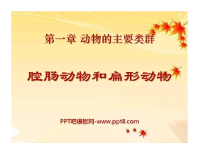 《腔肠动物和扁形动物》动物的主要类群PPT课件4