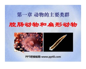 《腔肠动物和扁形动物》动物的主要类群PPT课件5