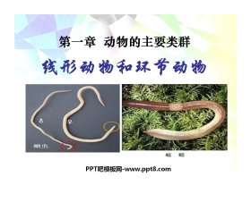 《线形动物和环节动物》动物的主要类群PPT课件6