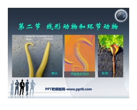 《线形动物和环节动物》动物的主要类群PPT课件2
