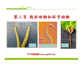 《线形动物和环节动物》动物的主要类群PPT课件8