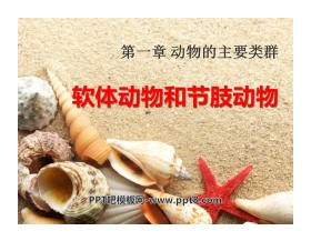 《软体动物和节肢动物》动物的主要类群PPT课件2