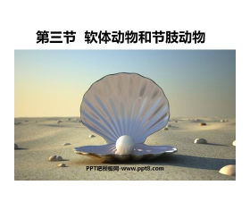《软体动物和节肢动物》动物的主要类群PPT课件6