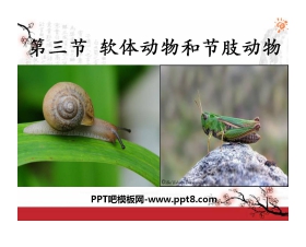 《软体动物和节肢动物》动物的主要类群PPT课件7