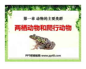 《两栖动物和爬行动物》动物的主要类群PPT课件2