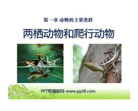 《两栖动物和爬行动物》动物的主要类群PPT课件3