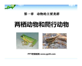 《两栖动物和爬行动物》动物的主要类群PPT课件4