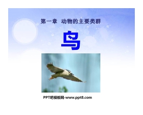 《鸟》动物的主要类群PPT课件2