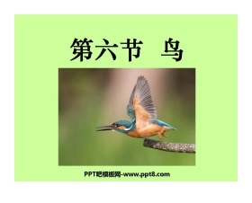 《鸟》动物的主要类群PPT课件5