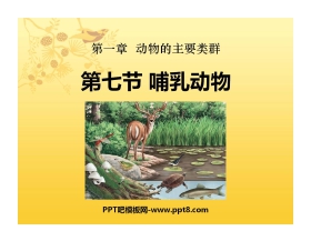 《哺乳动物》动物的主要类群PPT课件3