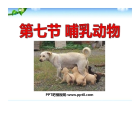 《哺乳动物》动物的主要类群PPT课件4
