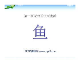 《鱼》动物的主要类群PPT课件4