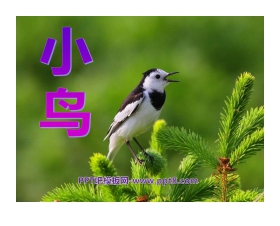 《小鸟》PPT课件