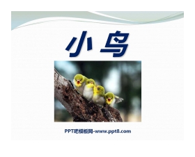 《小鸟》PPT课件2