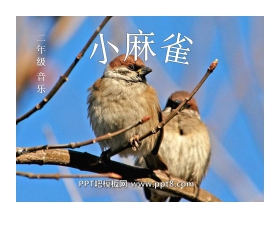 《小麻雀》PPT课件