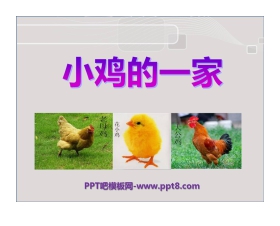 《小鸡的一家》PPT课件