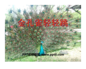 《金孔雀轻轻跳》PPT课件