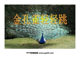 《金孔雀轻轻跳》PPT课件2