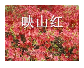 《映山红》PPT课件