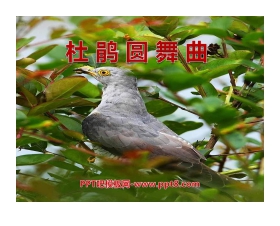 《杜鹃圆舞曲》PPT课件