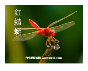 《红蜻蜓》PPT课件