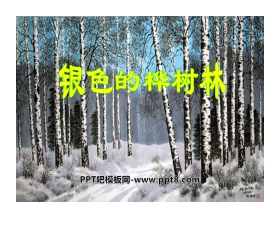 《银色的桦树林》PPT课件2