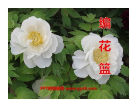 《编花篮》音乐PPT课件2