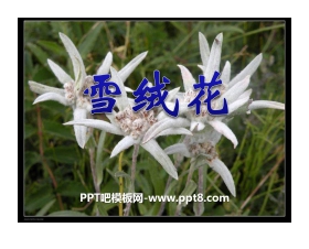 《雪绒花》PPT课件3