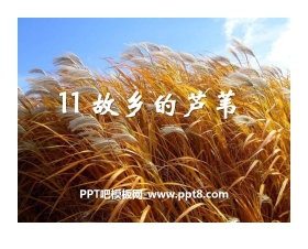 《故乡的芦苇》PPT课件