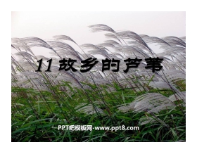 《故乡的芦苇》PPT课件2