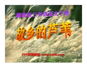 《故乡的芦苇》PPT课件3