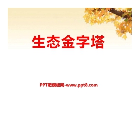 《生态金字塔》PPT课件2