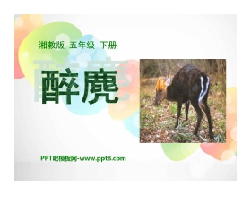 《醉麂》PPT课件3