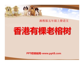 《香港有棵老榕树》PPT课件